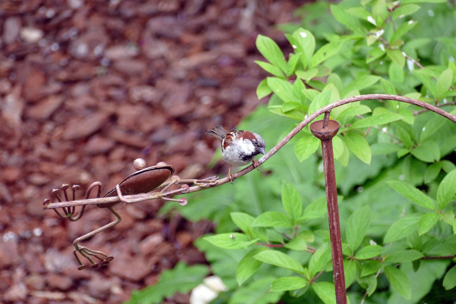 Panasonic Lumix DMC-FZ1000 sample photo. Mus, homester, bird photography