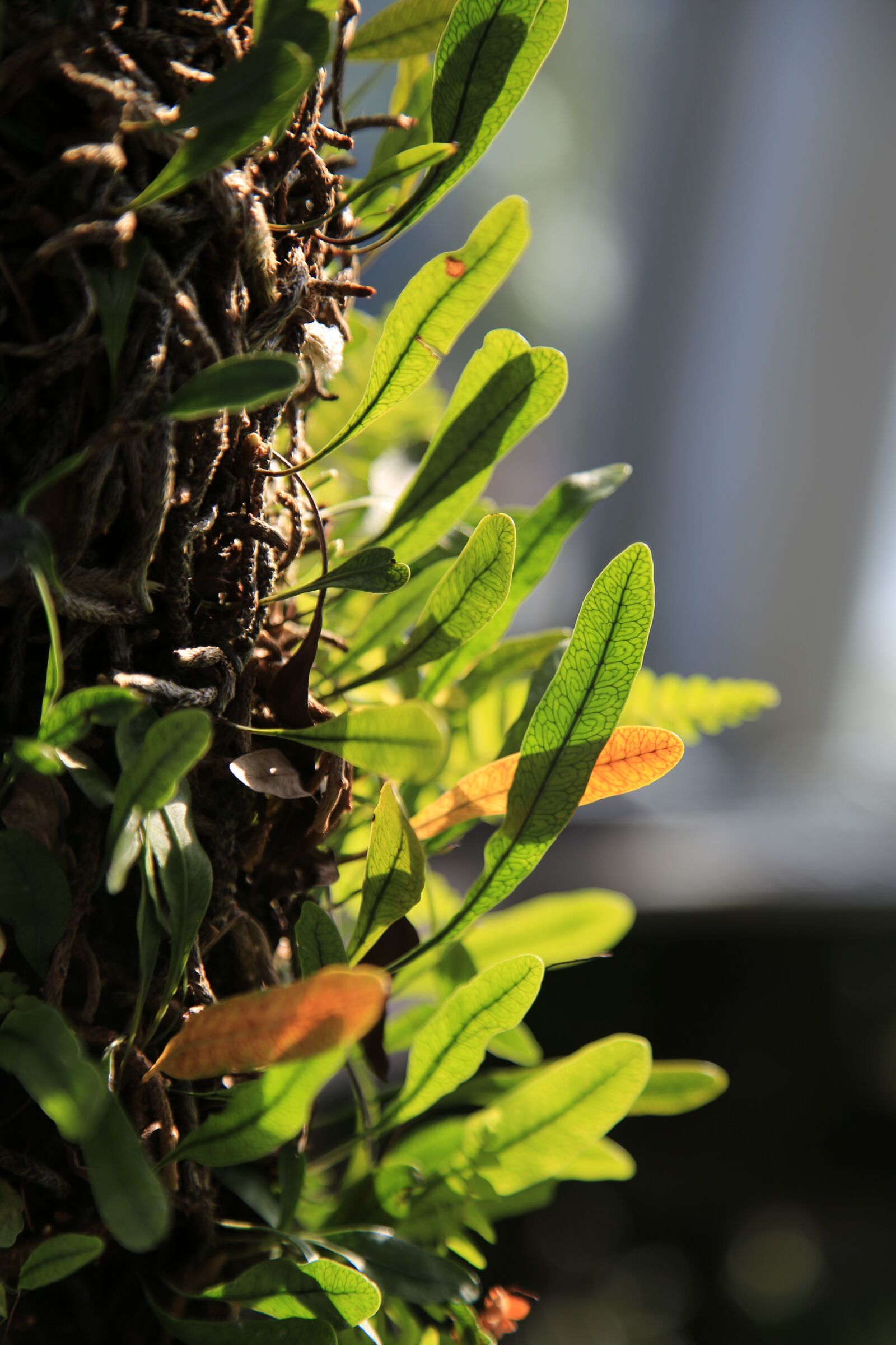 Canon EOS 6D + Canon EF 24-105mm F4L IS USM sample photo. Leaf, bud, plants photography