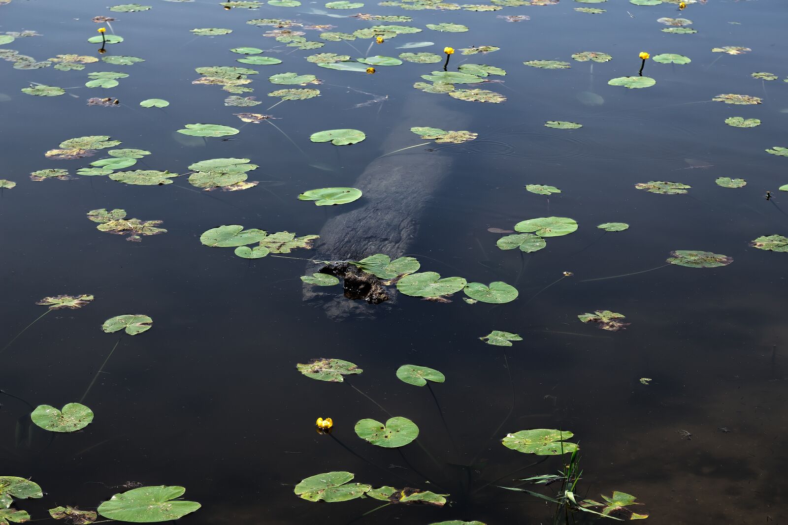 Canon EOS 1300D (EOS Rebel T6 / EOS Kiss X80) sample photo. Lily pad, aquatic plant photography