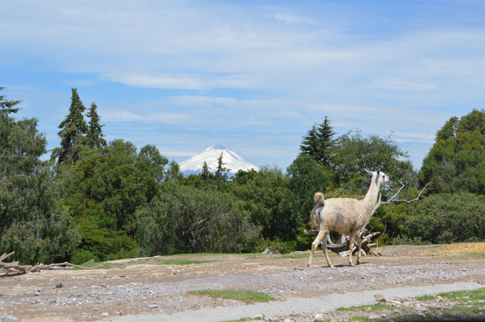 Nikon D3200 sample photo. Flame, mammal, large photography
