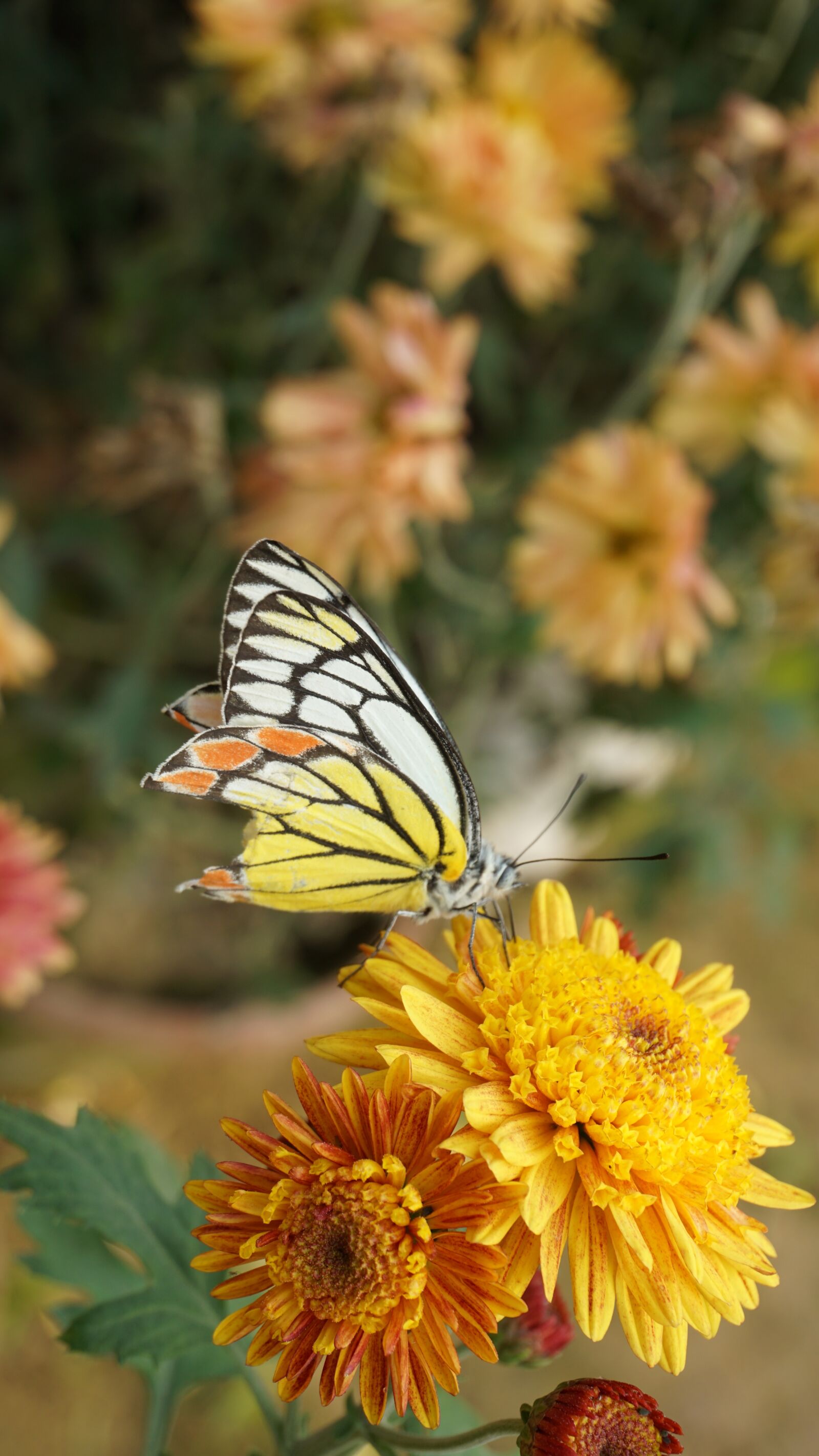 Sony a6000 sample photo. Butterfly, blooming, bloom photography