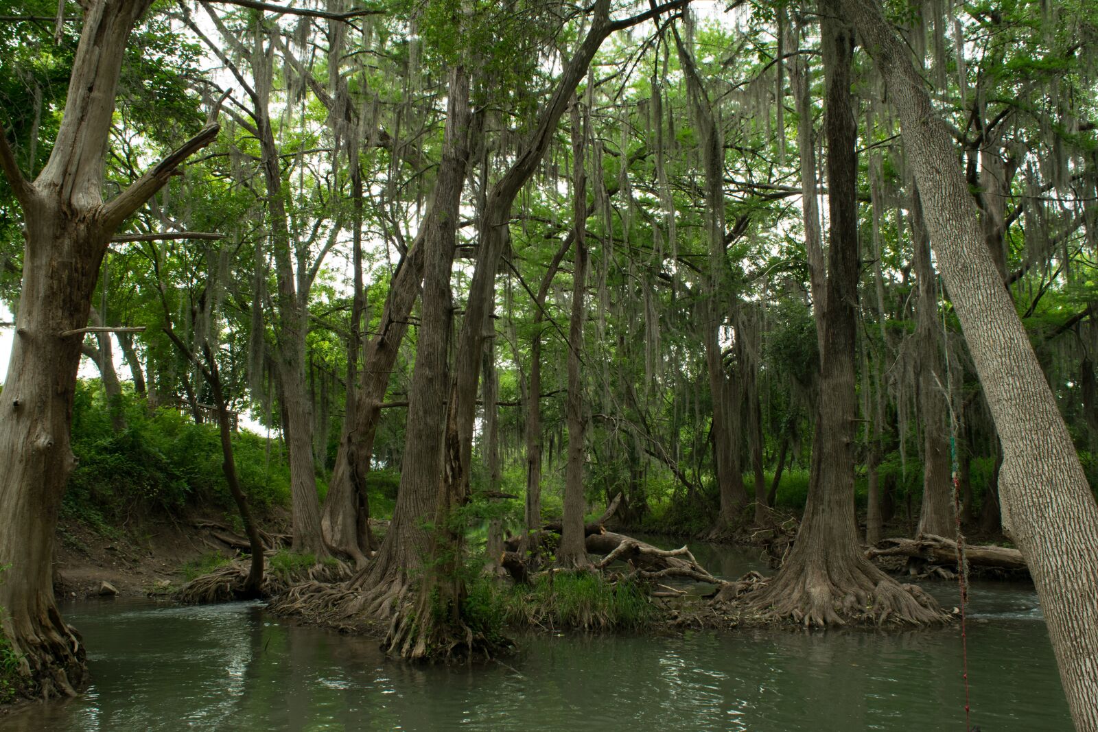 Nikon D3300 sample photo. Swamp, forest, texas photography