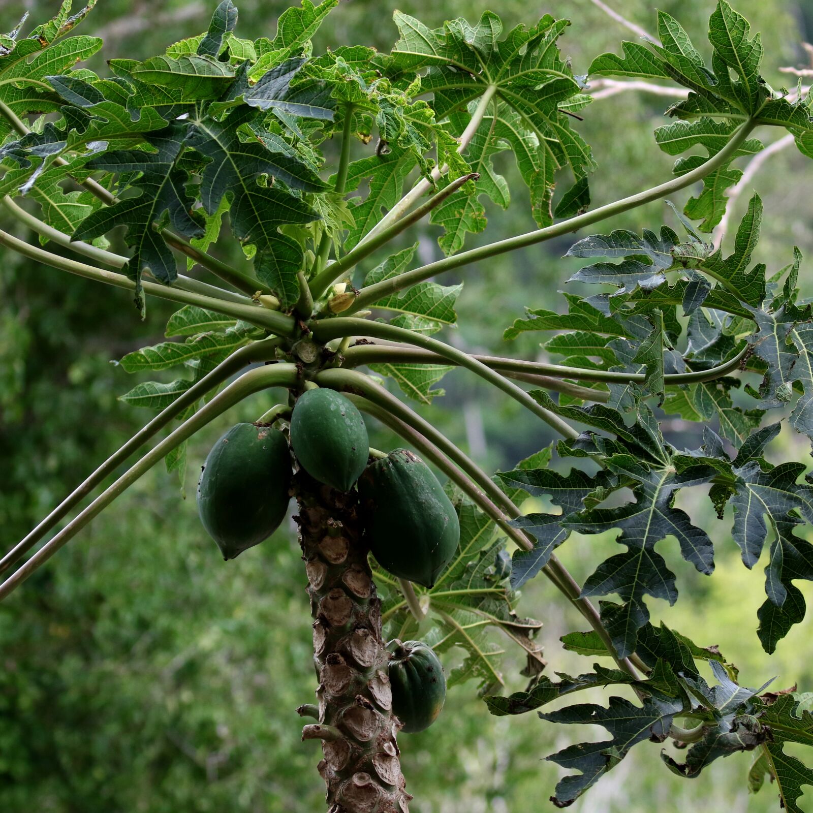 Canon EOS 7D Mark II sample photo. Papaya, fruit, cuba photography