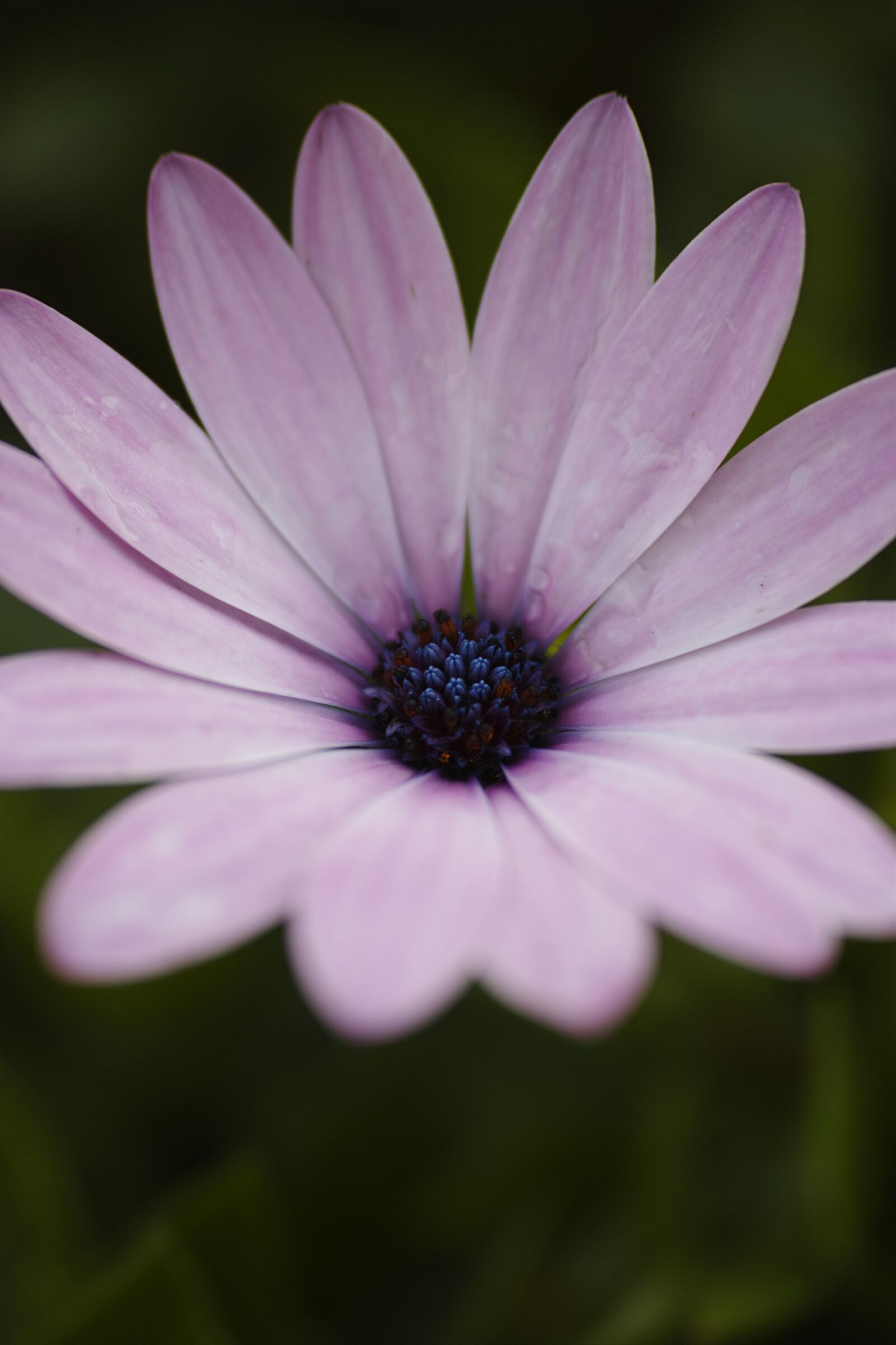 Sigma dp3 Quattro sample photo. Flower, macro, pink flower photography