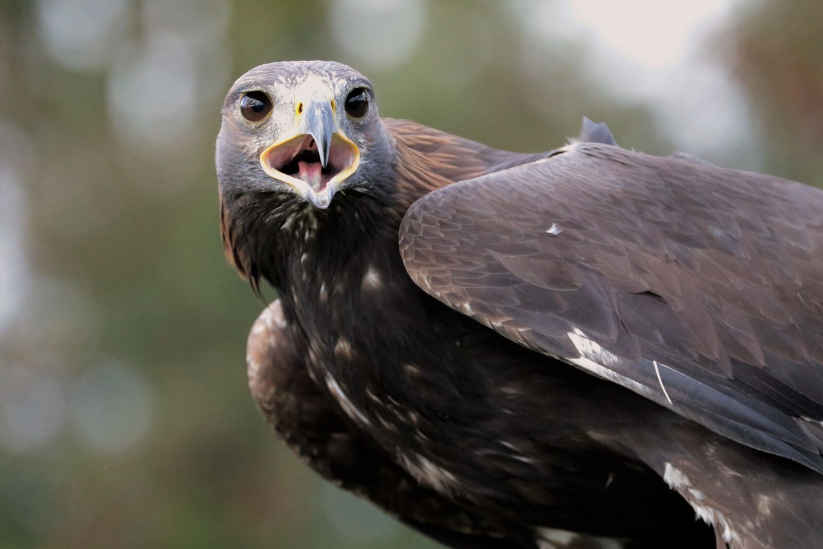 Canon EF 70-300mm F4-5.6L IS USM sample photo. Golden eagle, eagle, golden photography