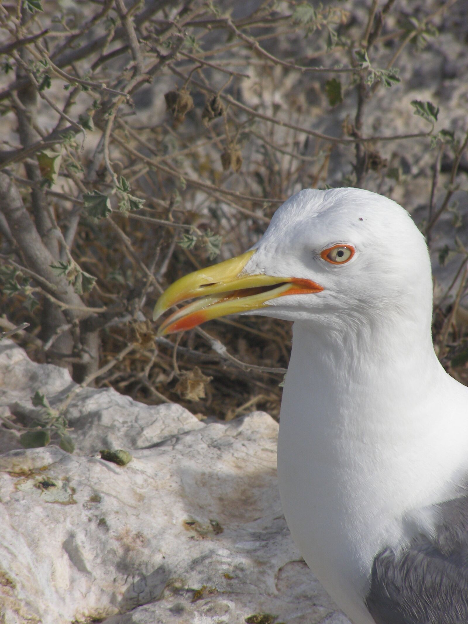 Olympus SP500UZ sample photo. Seagull, cormorant, animals photography