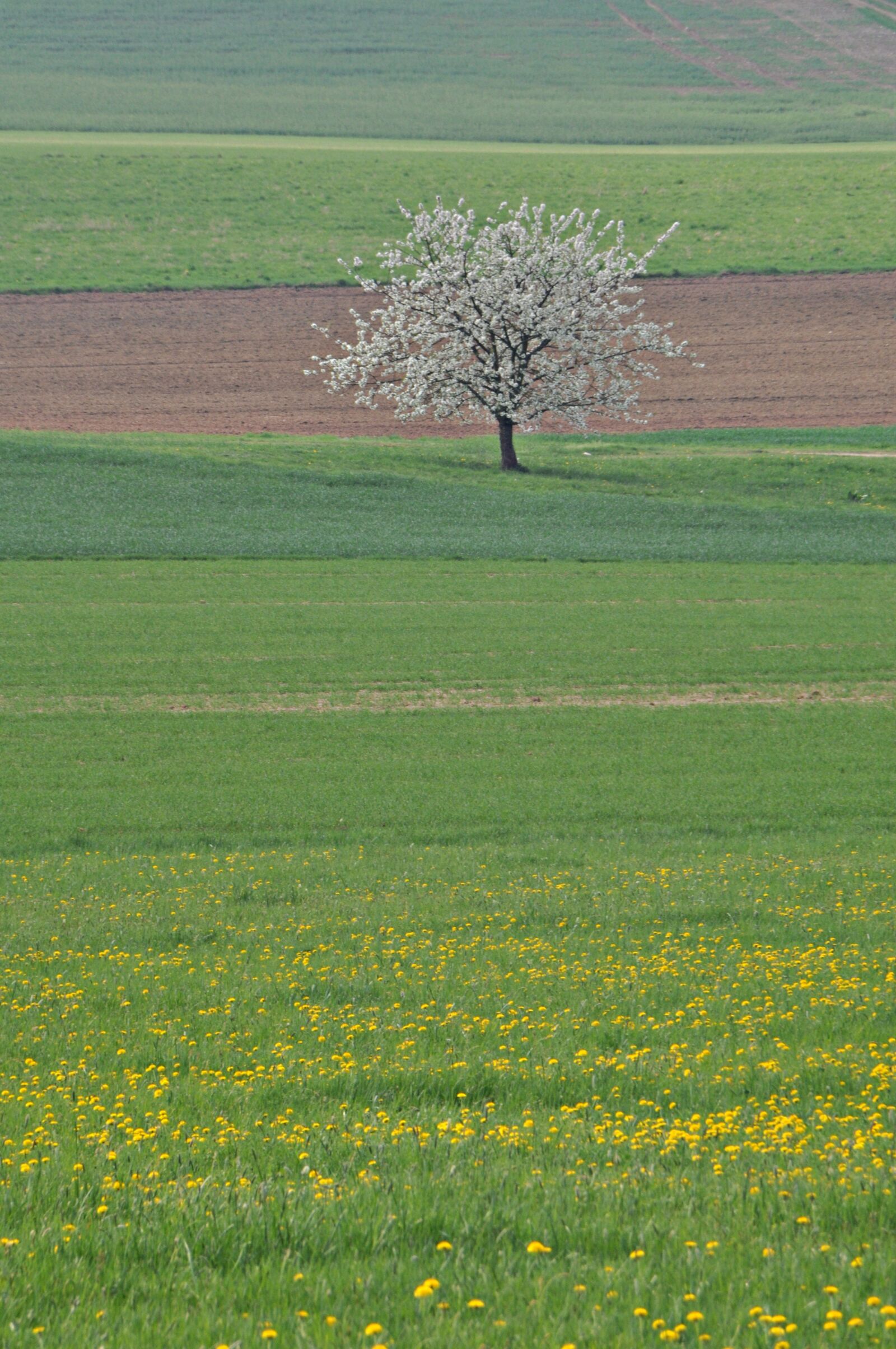 Nikon D5000 sample photo. Franconian switzerland, cherry blossom photography