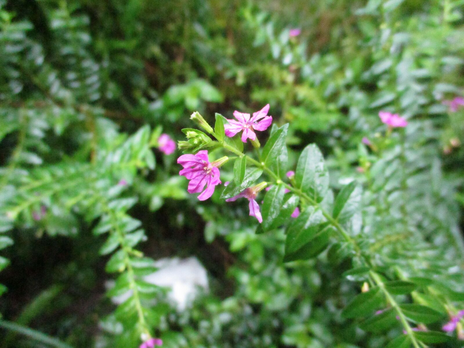 Canon IXUS 185 sample photo. Chameleon, blossom, nature photography