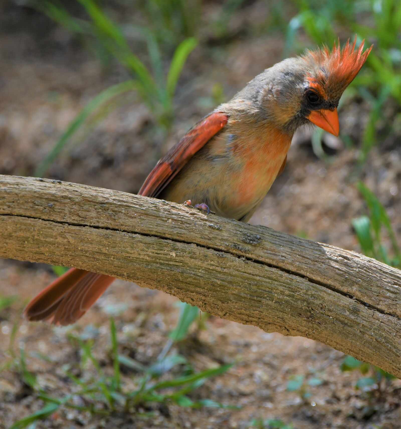 Nikon D850 sample photo. Cardinal, redbird, bird photography