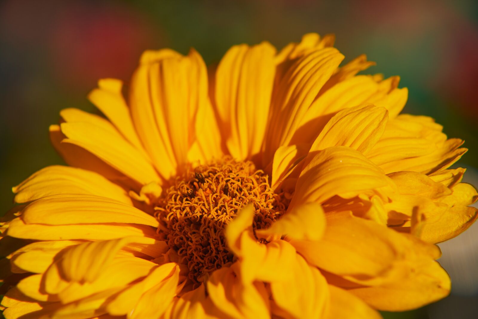 Sony E 55-210mm F4.5-6.3 OSS sample photo. Flower, flourished, orange photography