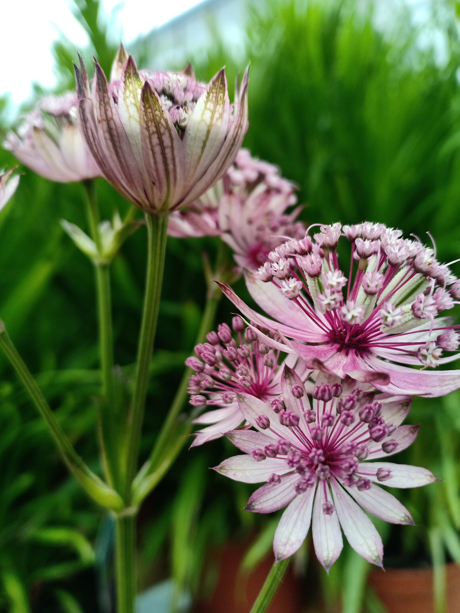 OPPO F7 sample photo. Zeeuws button, astrantia major photography