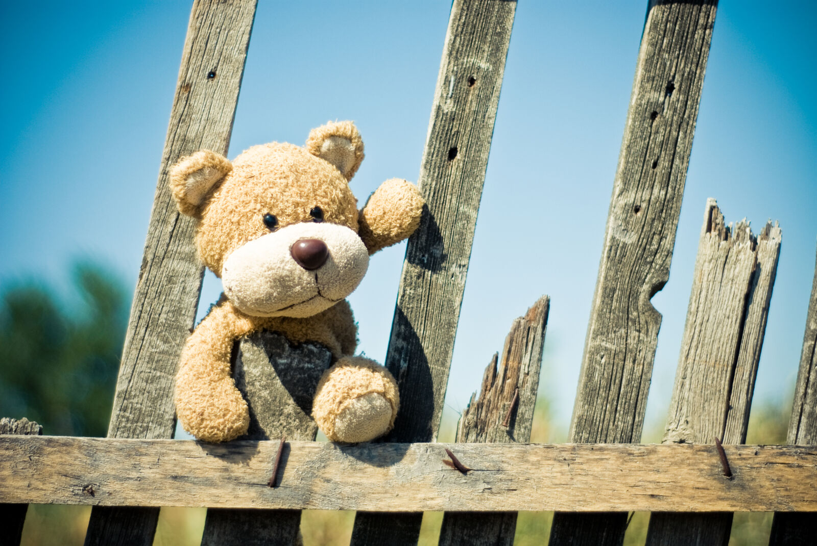 Nikon D80 sample photo. Brown, teddy, bear, on photography
