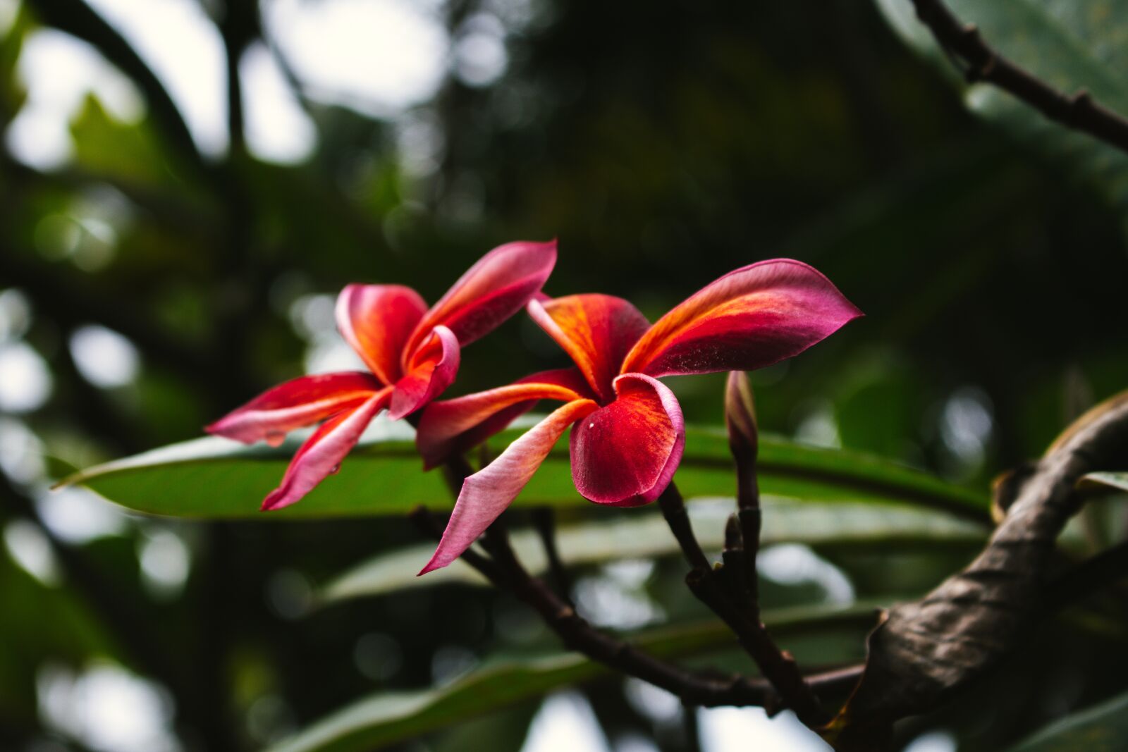 Canon EOS 700D (EOS Rebel T5i / EOS Kiss X7i) sample photo. Plumeria, flower, thailand photography