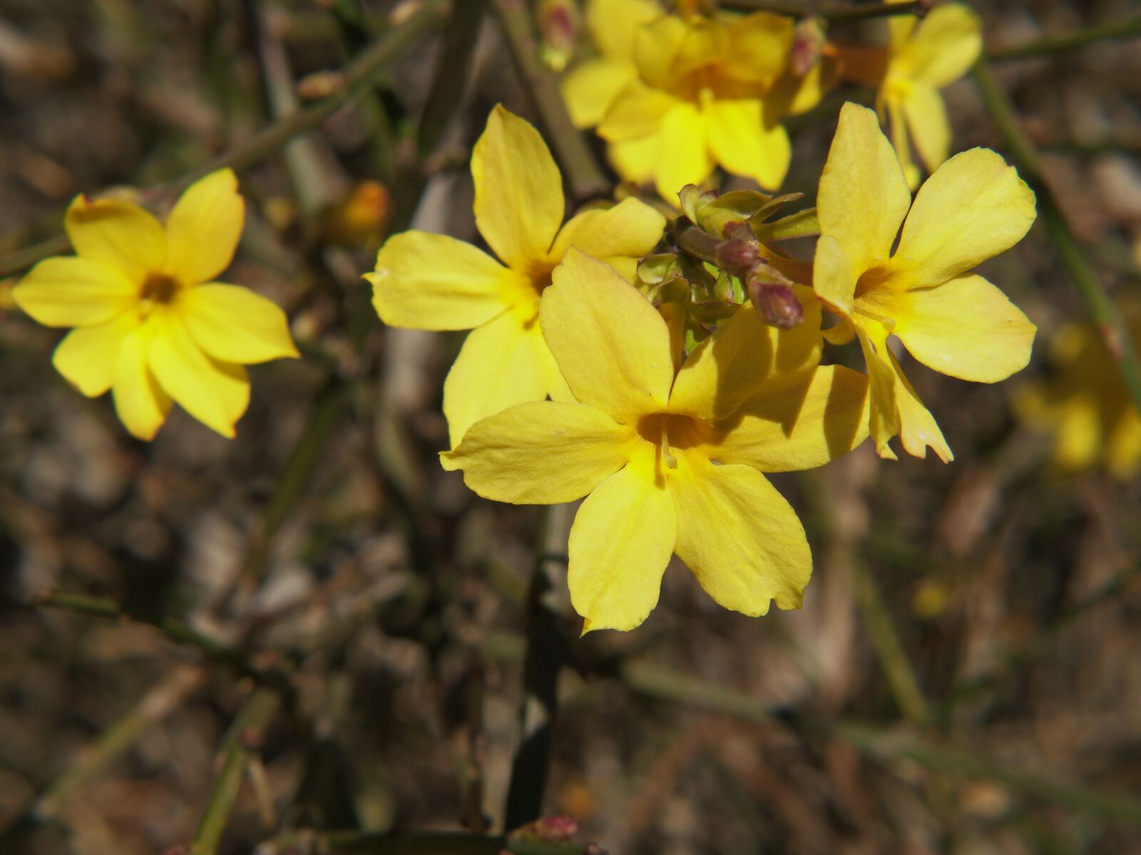 XIAOYI 42.5mm F1.8 sample photo. Yellow flower, macro, flower photography