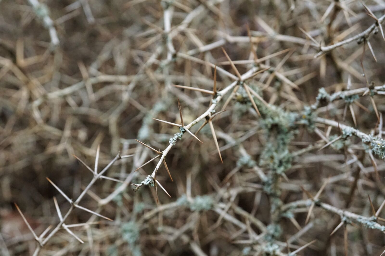 Sony E 30mm F3.5 Macro sample photo. Thorns, hedge, pointed photography