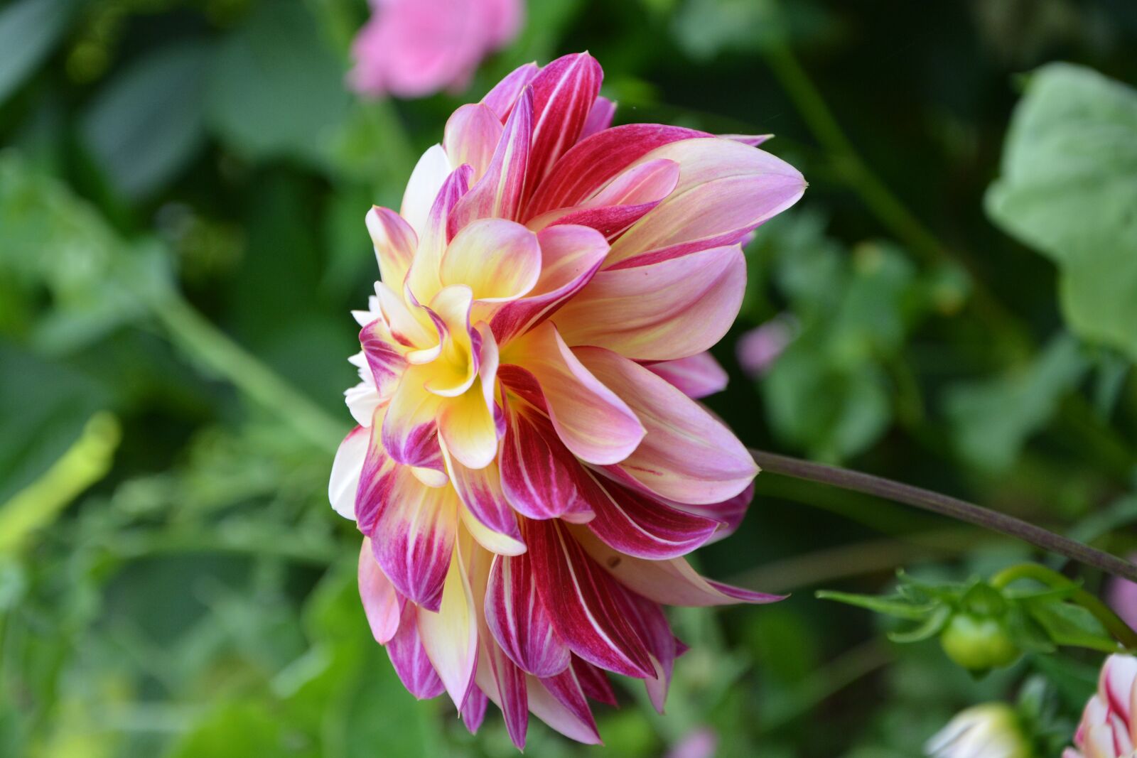 Nikon D5200 sample photo. Flower, petals, pink photography