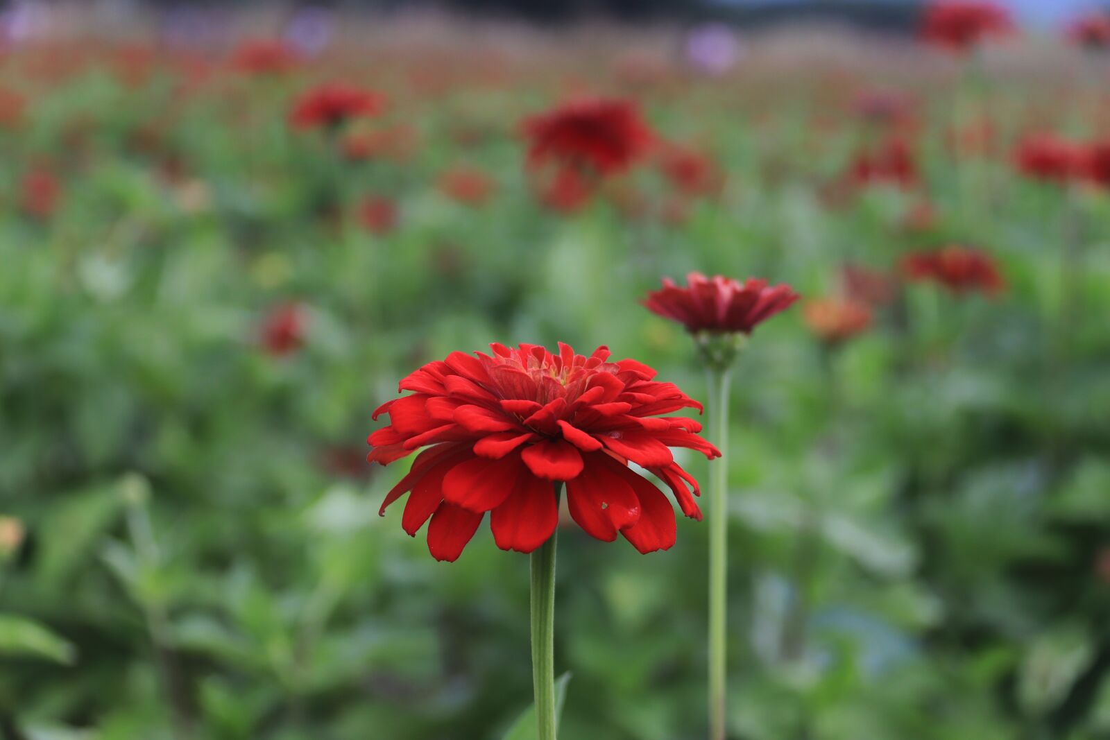 Canon EOS 800D (EOS Rebel T7i / EOS Kiss X9i) sample photo. Flower, summer, nature photography