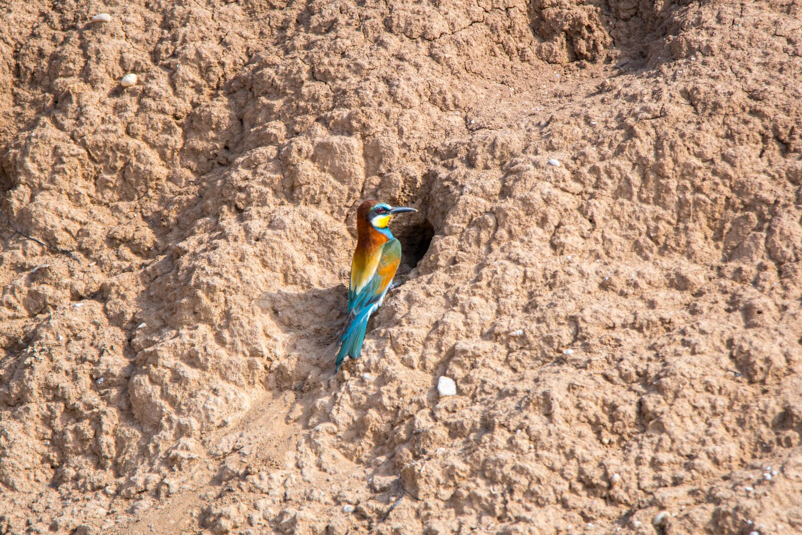 Tamron SP 150-600mm F5-6.3 Di VC USD sample photo. Abellerol, colors, peak photography