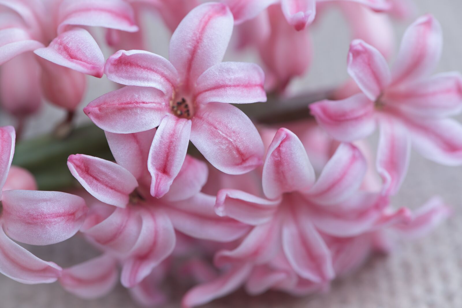 Nikon D750 sample photo. Hyacinth, flower, pink photography