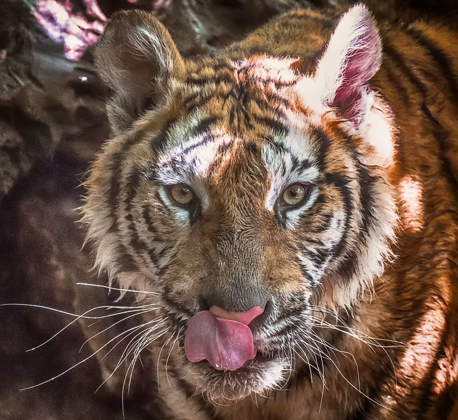 Panasonic Lumix DMC-GX8 + Panasonic Lumix G Vario 14-140mm F3.5-5.6 ASPH Power O.I.S sample photo. Tiger, zoo, predator photography