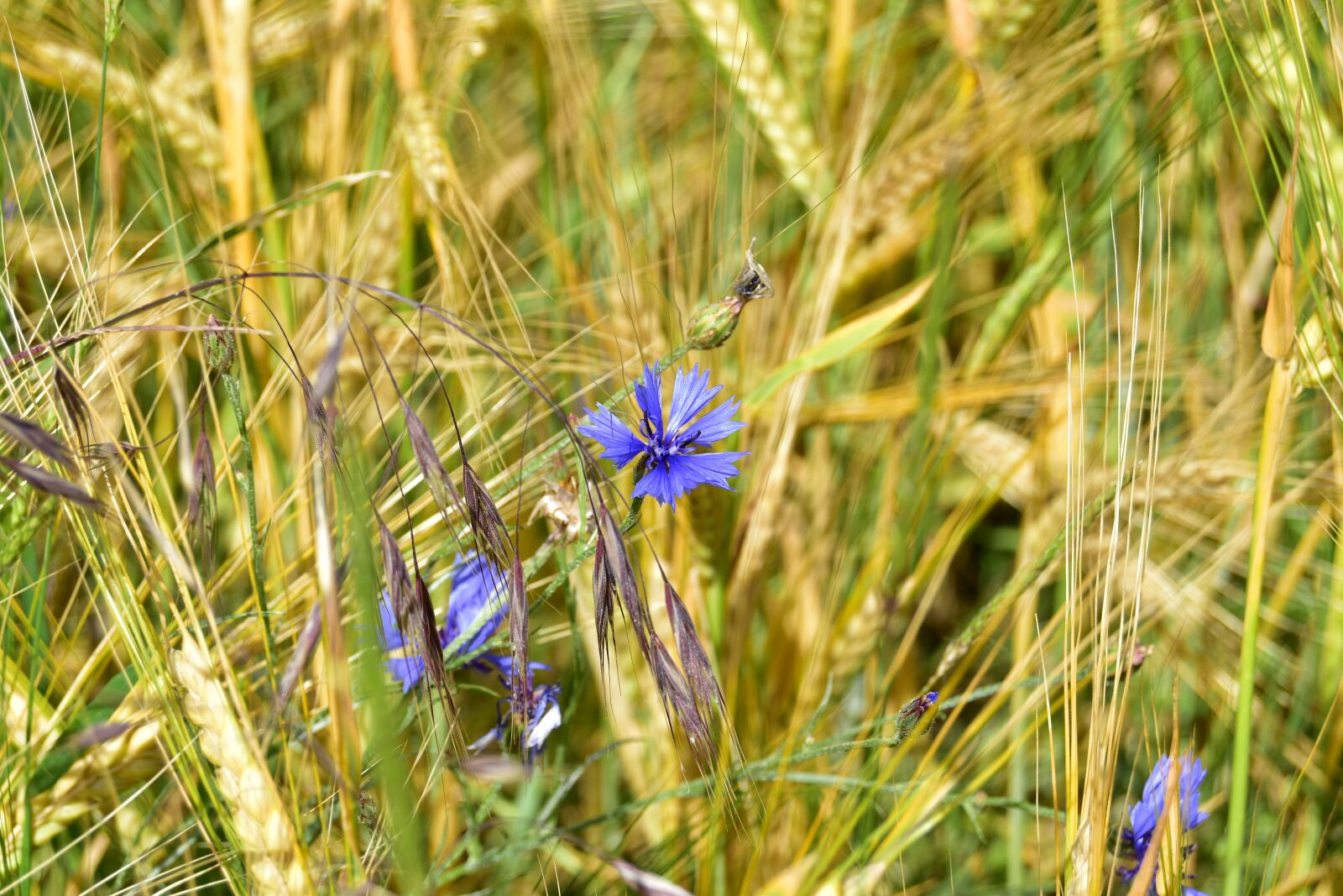 Nikon D5600 sample photo. Cornflower, cornfield, wheat photography
