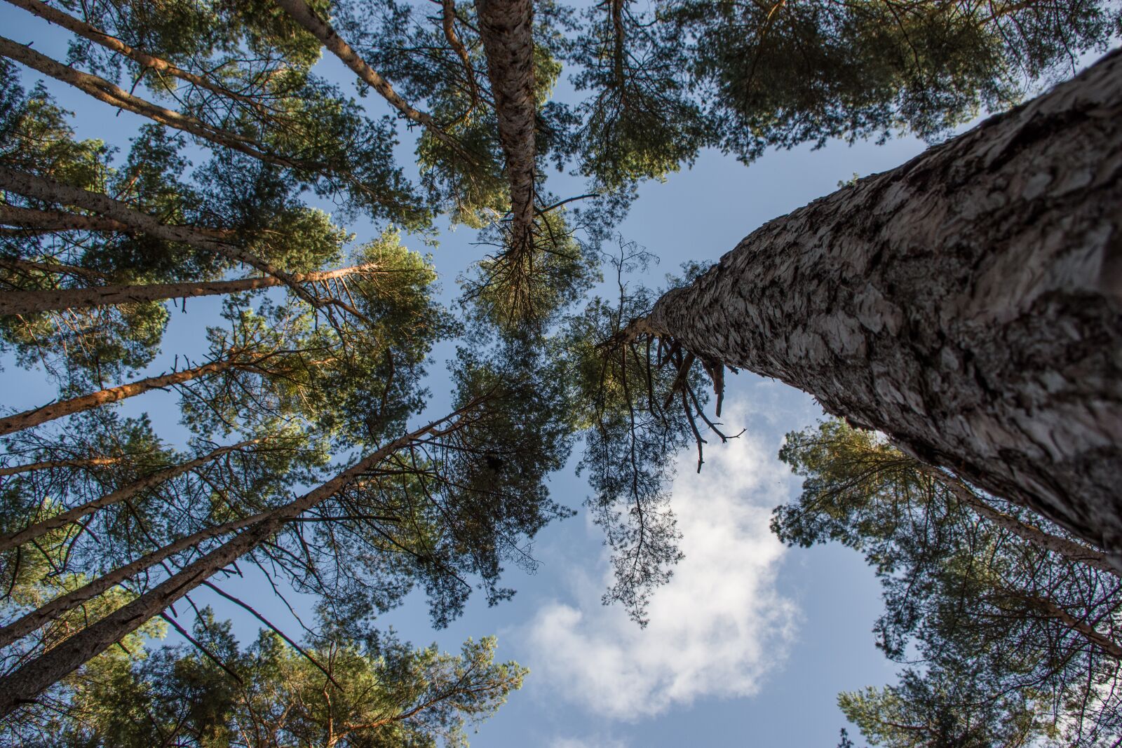 smc PENTAX-DA L 18-55mm F3.5-5.6 sample photo. Trees, forest, high photography