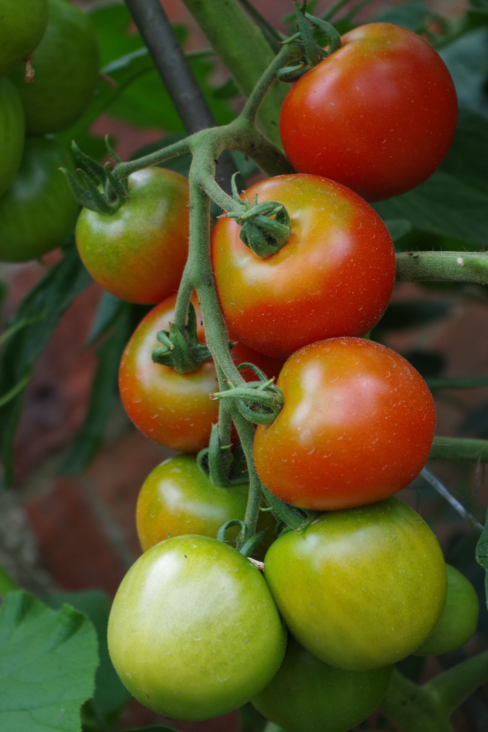 Pentax K-S2 sample photo. Tomatoes, summer, red photography