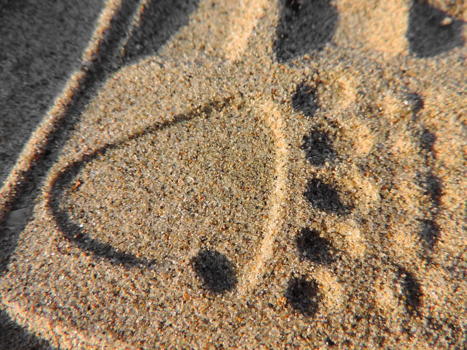 Nikon Coolpix P520 sample photo. Footprint, sand, beach, texture photography
