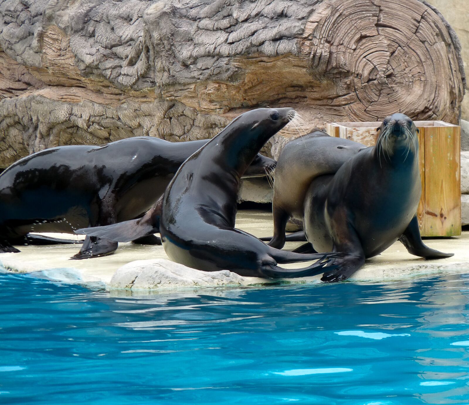 Panasonic Lumix DMC-FZ28 sample photo. Sea lions, fins, mammal photography