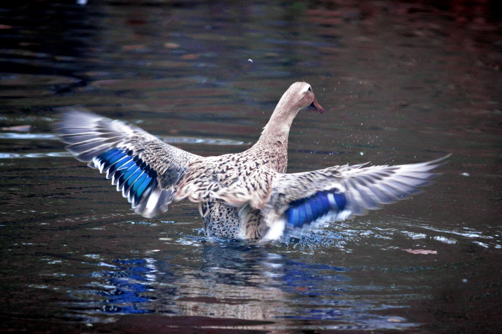 Nikon D3200 sample photo. Swan, water bird, pond photography