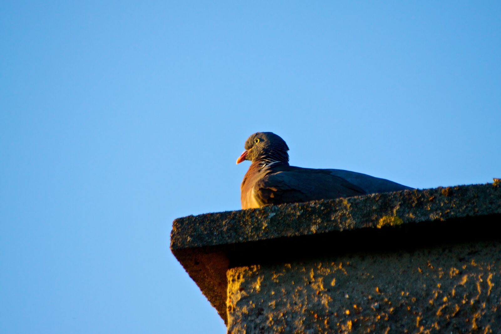 Canon EOS 50D sample photo. Birds, sky, natural photography