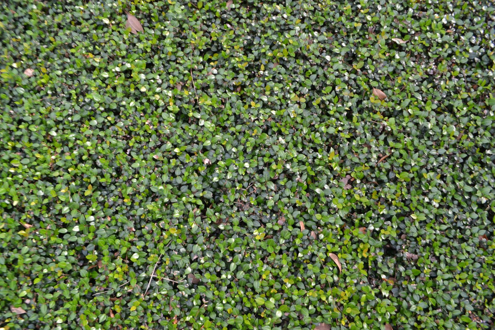 Nikon D3100 sample photo. Vine, hedge, lawn care photography