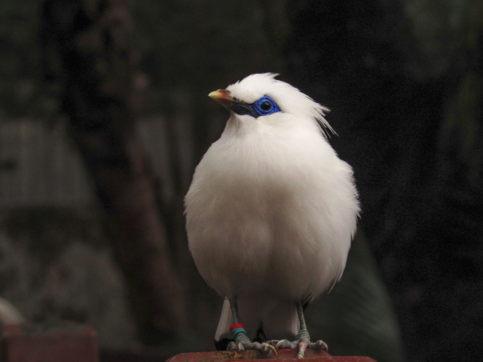 Canon PowerShot SX530 HS sample photo. Bird, animal, nature photography