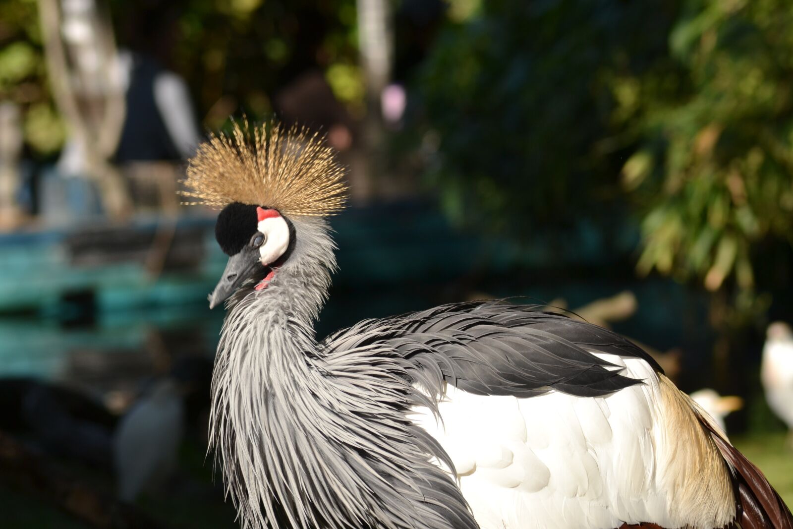 Nikon D3100 sample photo. Grey crowned crane, bird photography