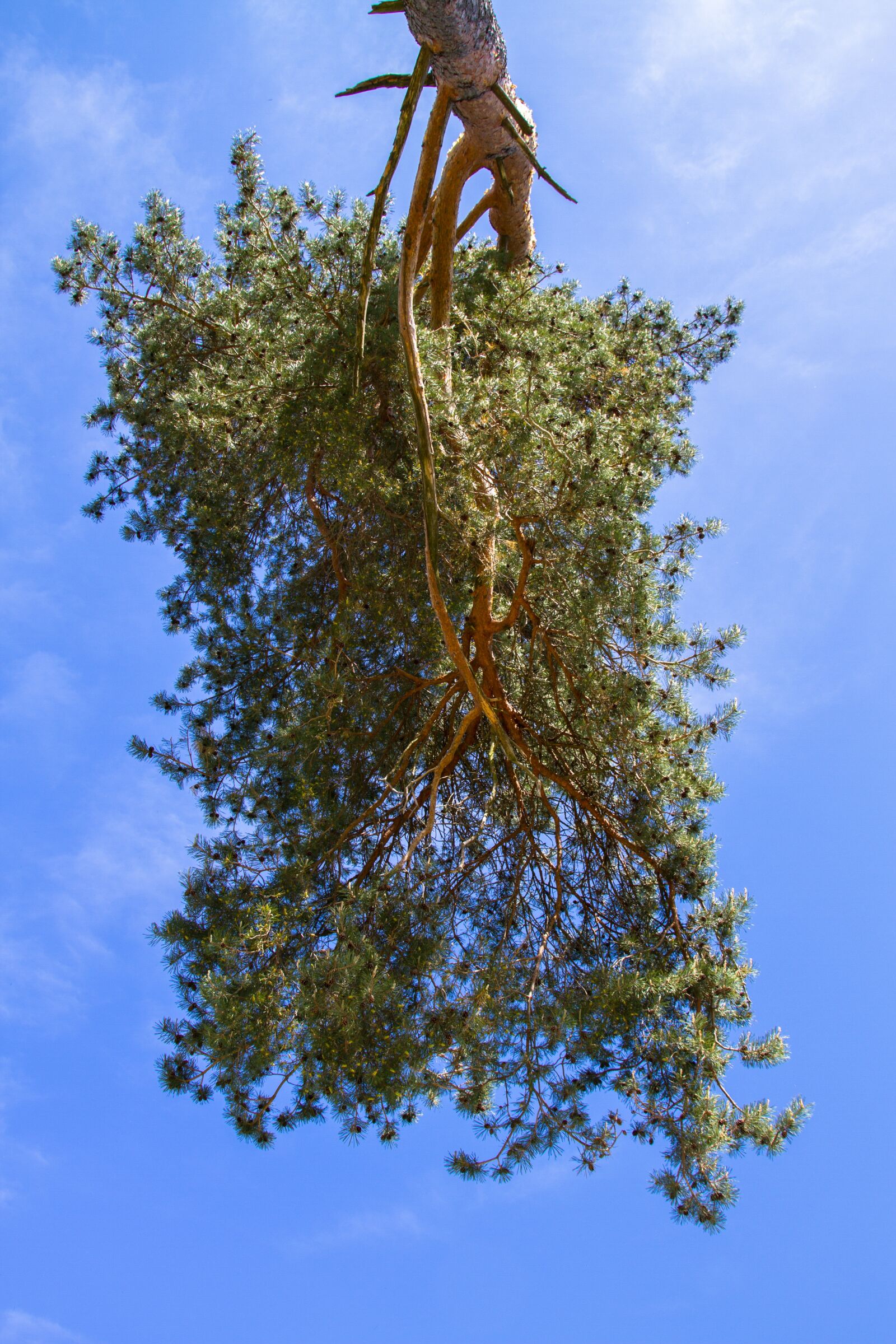 Canon EOS 7D sample photo. Tree, pine, sky photography