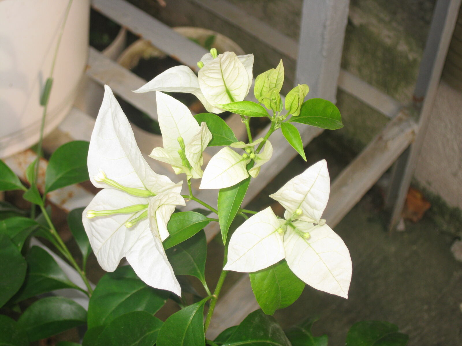 Canon PowerShot SD1100 IS (Digital IXUS 80 IS / IXY Digital 20 IS) sample photo