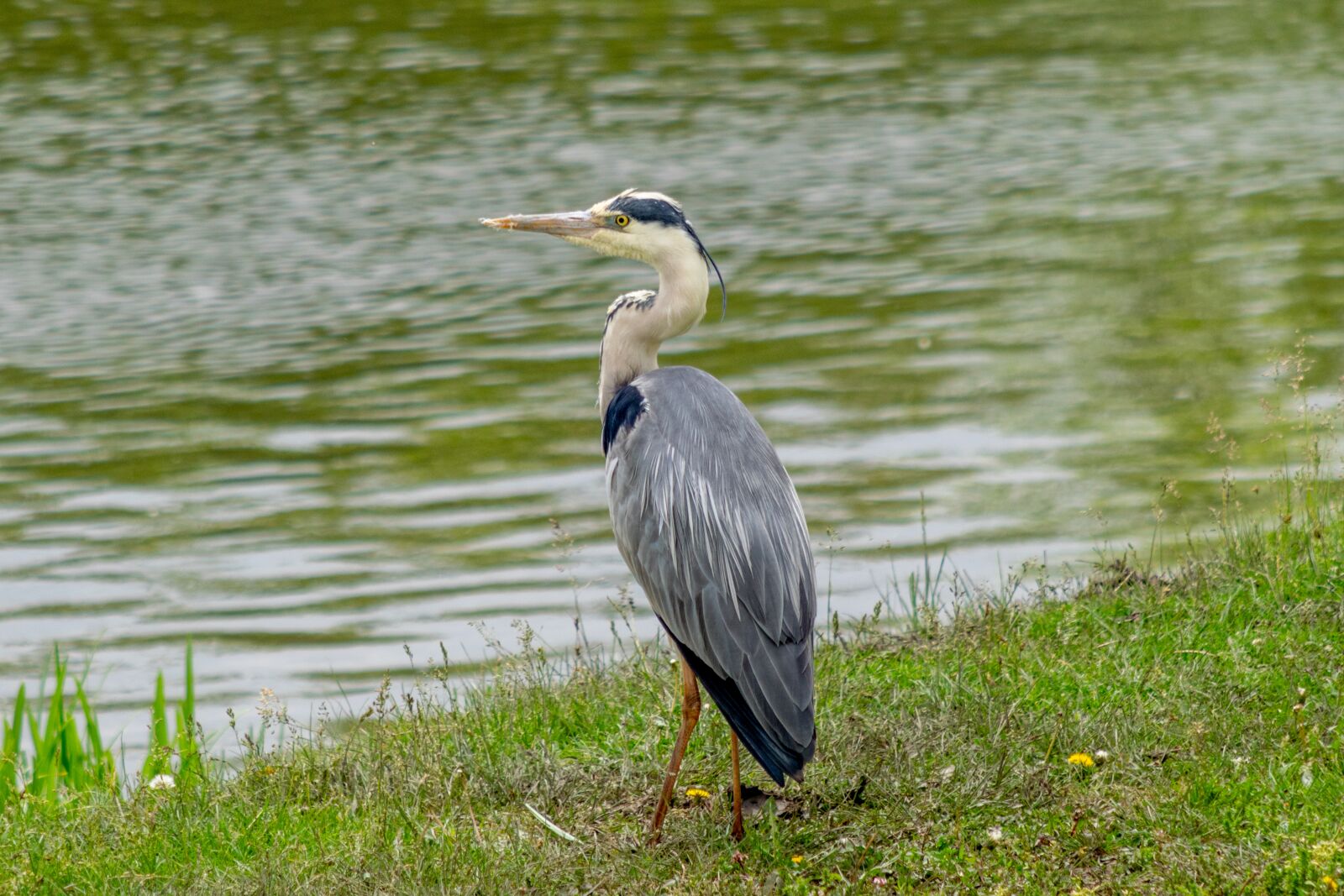 Nikon D3300 sample photo. Bird, fly, nature photography