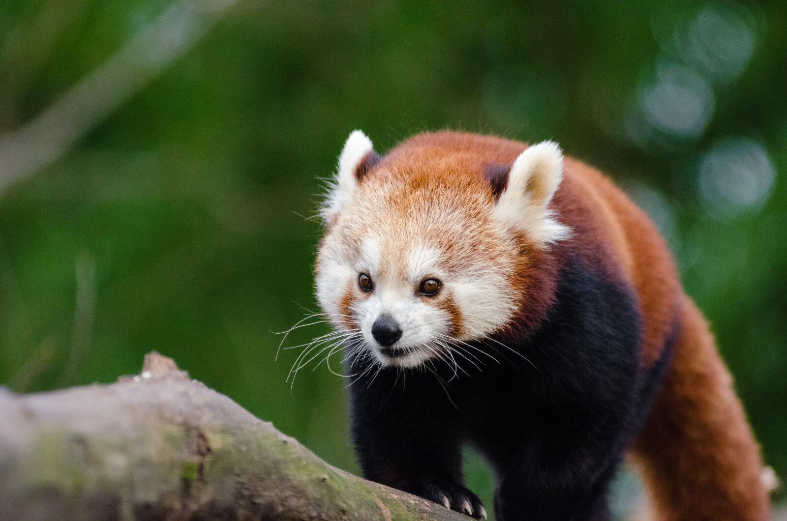 AF Zoom-Nikkor 80-200mm f/2.8 ED sample photo