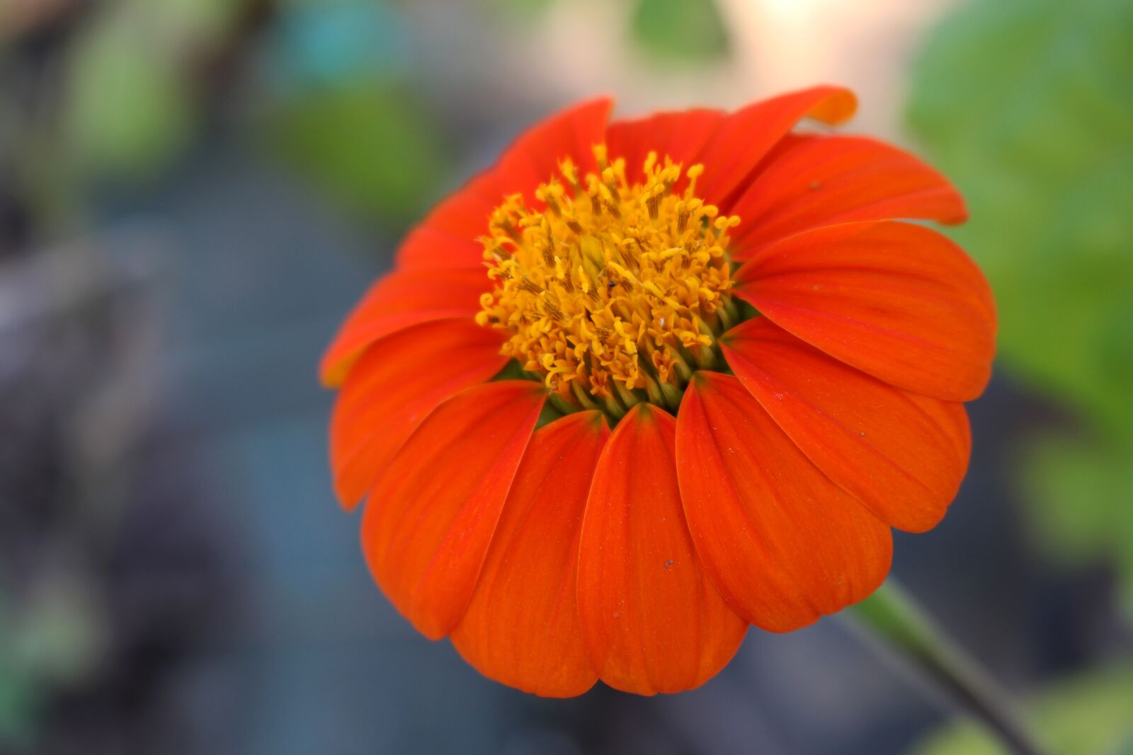 Canon EOS 700D (EOS Rebel T5i / EOS Kiss X7i) sample photo. Flower, beauty, color photography