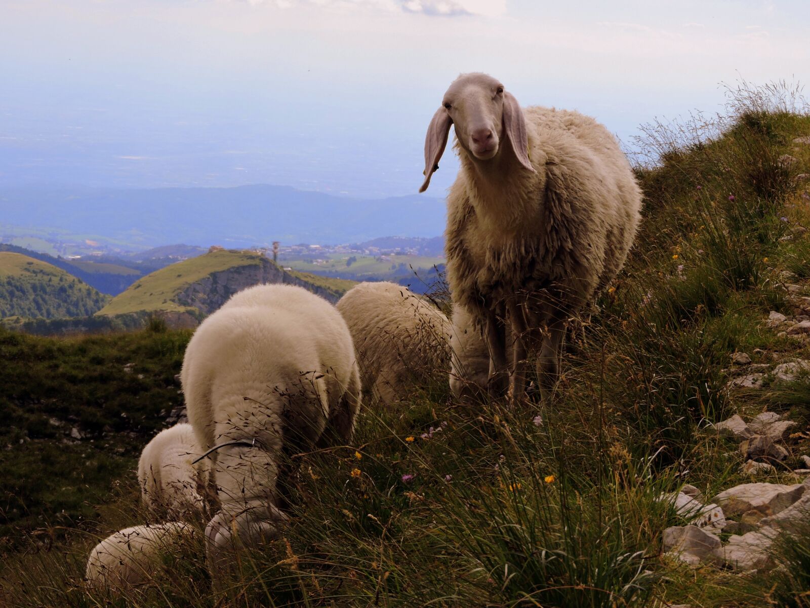 Nikon Coolpix P600 sample photo. Sheep, flock, animal photography