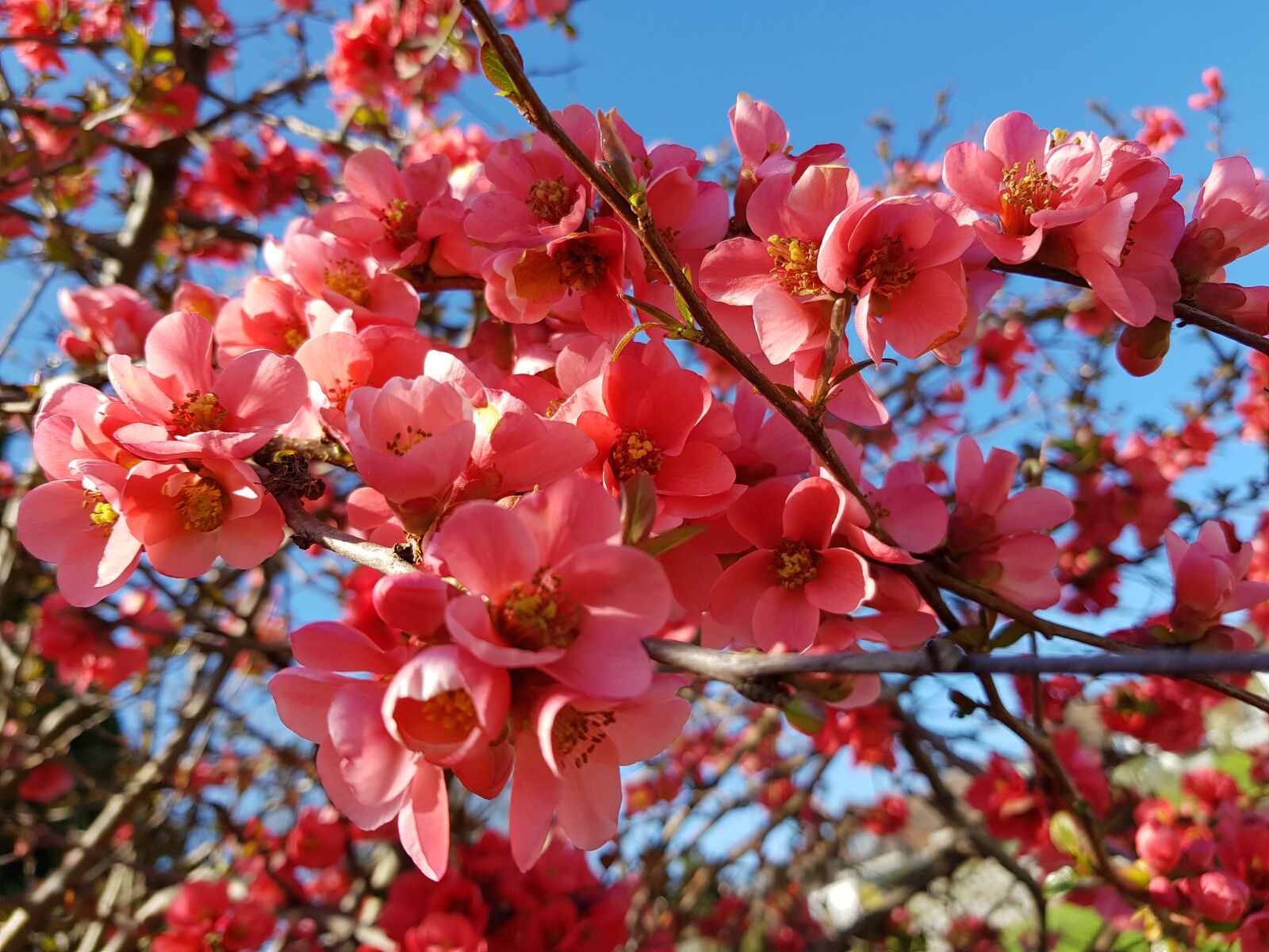 Samsung Galaxy S8 sample photo. Spring, flower, pink photography