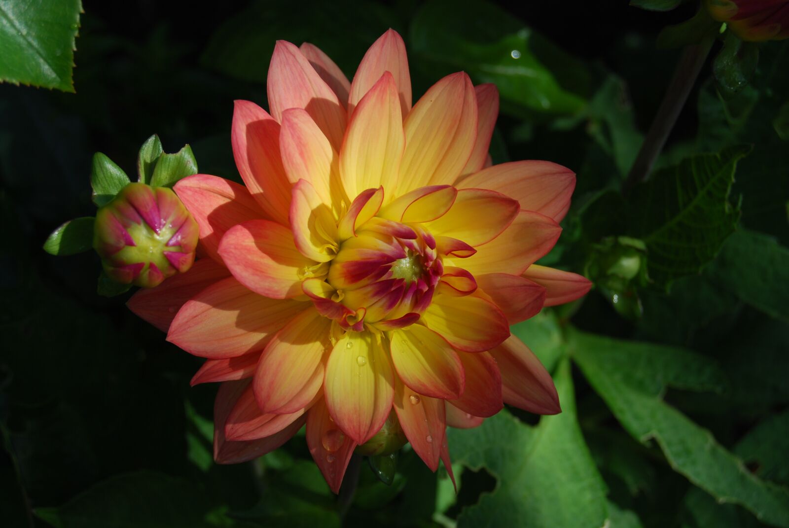 Nikon D60 sample photo. Dahlia, flower, summer photography