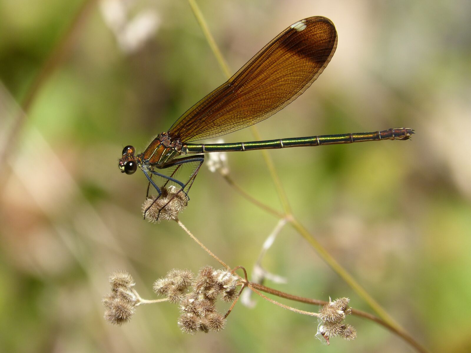 Panasonic DMC-FZ62 sample photo. Dragonfly, black dragonfly, translucent photography