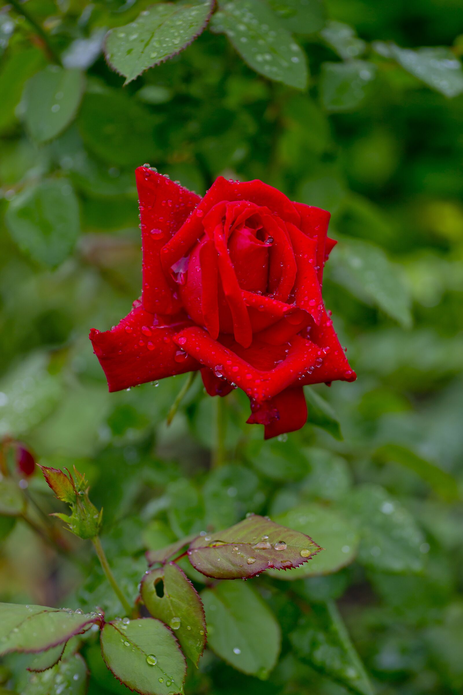 Sony Alpha DSLR-A850 sample photo. Rose, red, flower photography