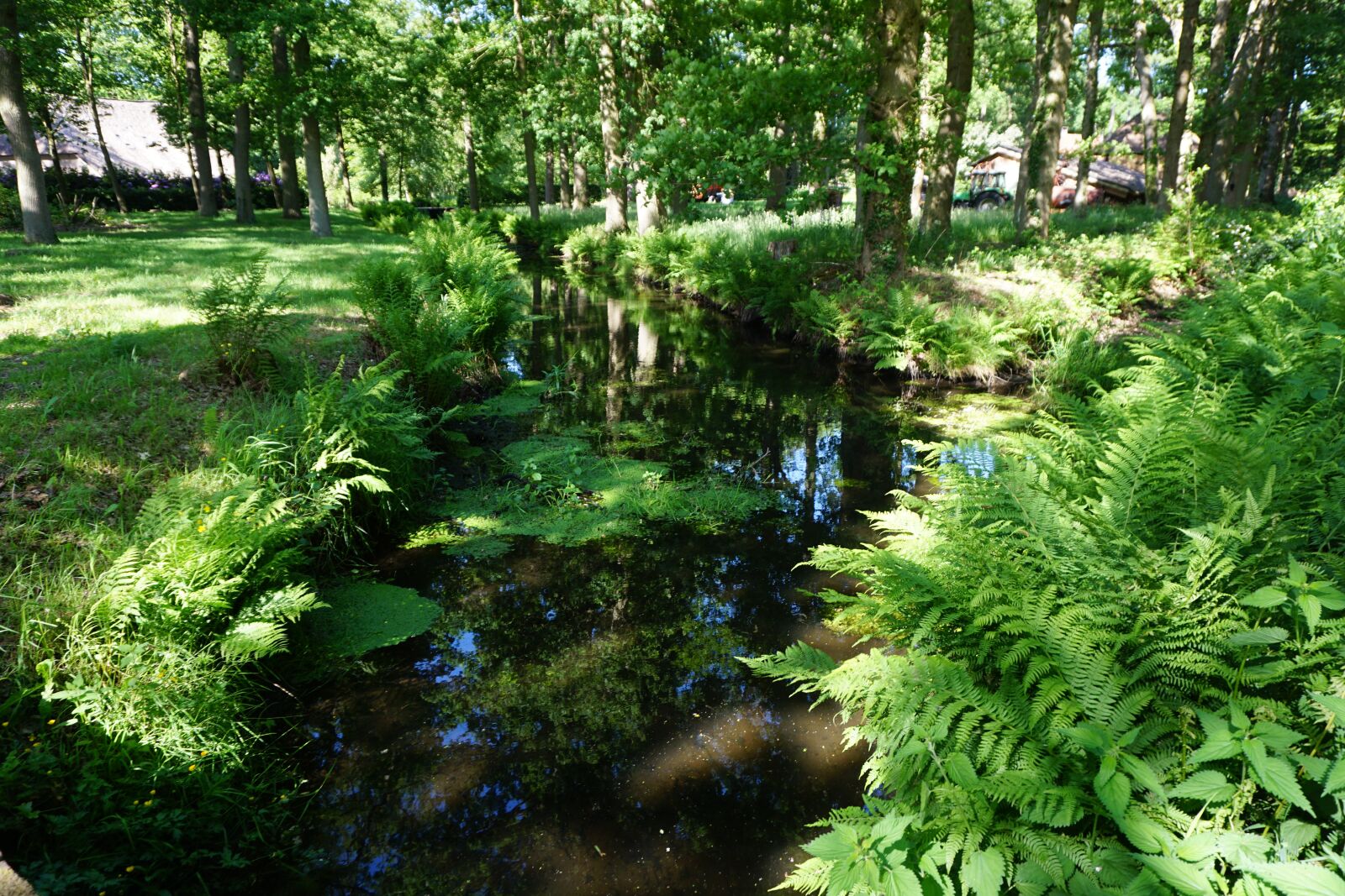 Sony a6000 sample photo. Ditch, ferns, spring photography