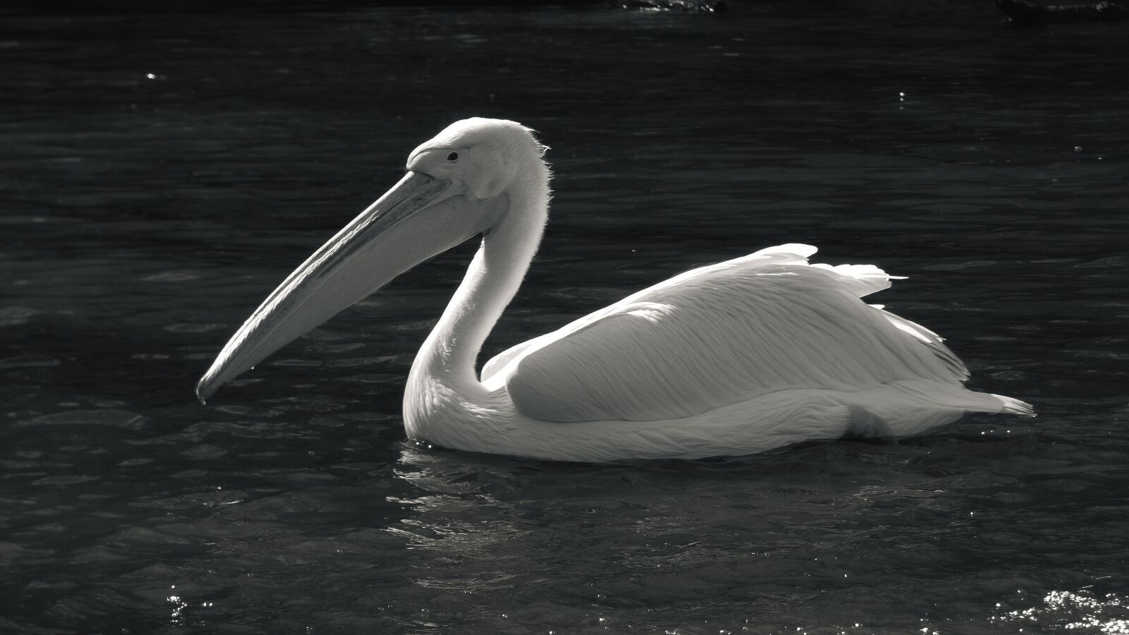 Panasonic DMC-FZ72 sample photo. Animal, zoo, pelican photography