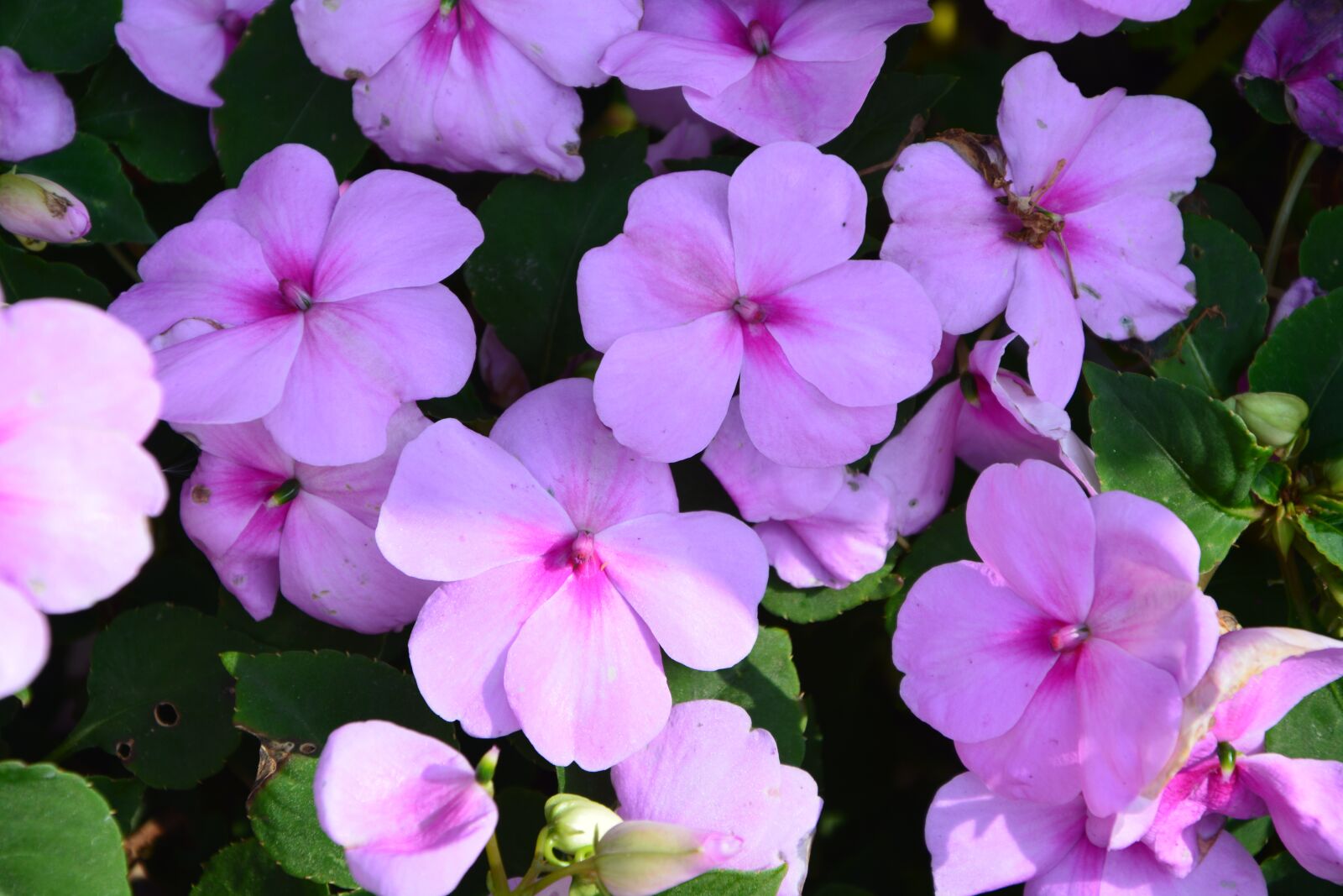 Nikon D5200 sample photo. Flowers, pink, parma photography
