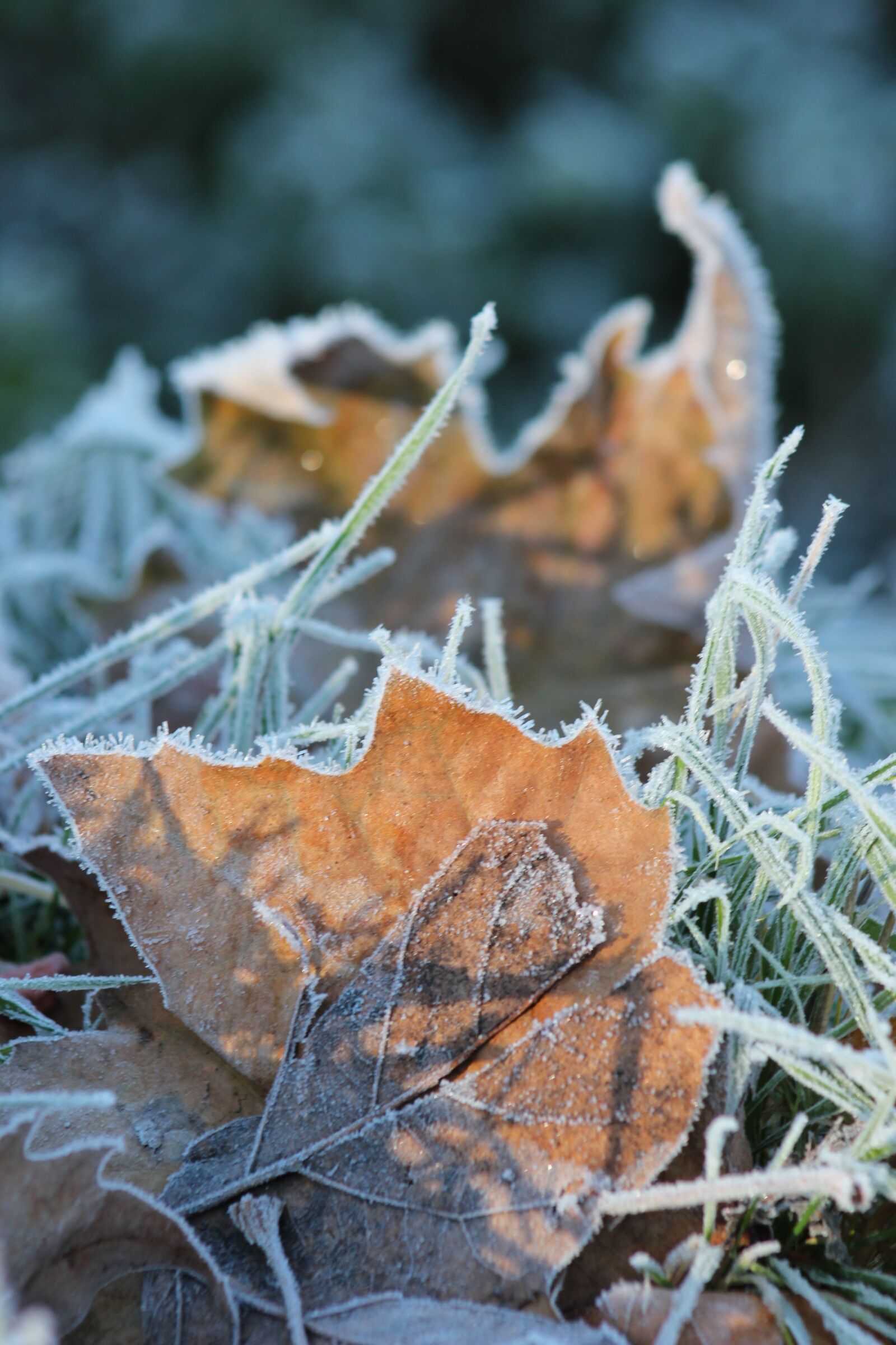 Canon EOS 550D (EOS Rebel T2i / EOS Kiss X4) sample photo. Leaf, winter, nature photography