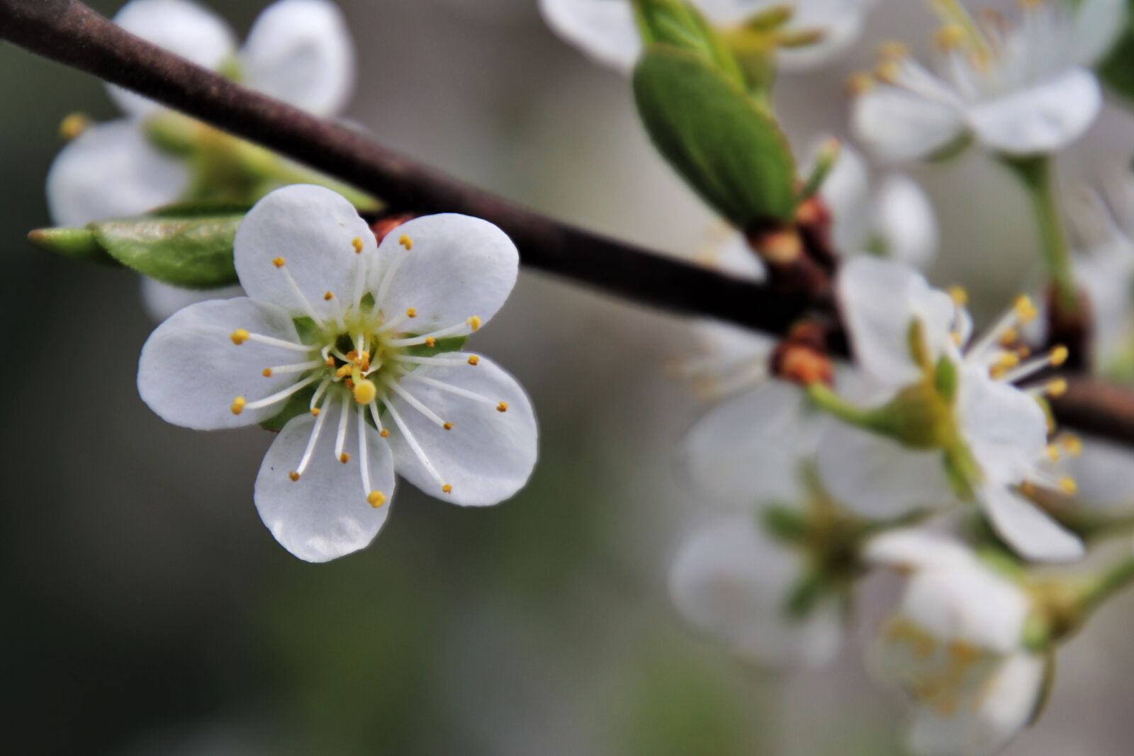 Canon EOS 80D sample photo. The petals, white, stamens photography
