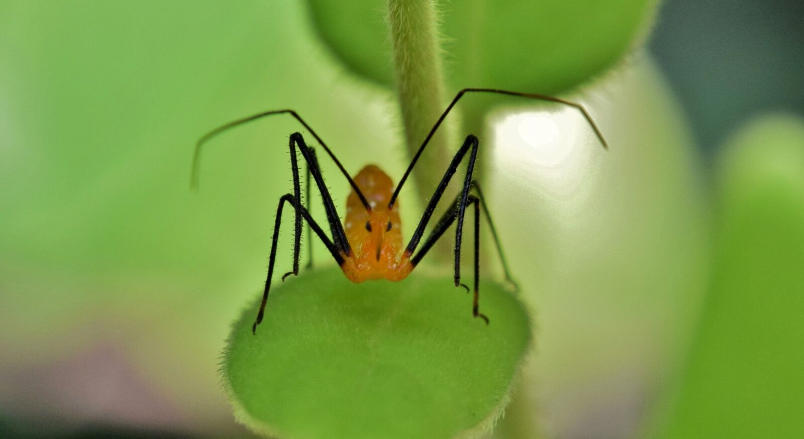 Nikon D5300 sample photo. Assassin bug nymph, bug photography
